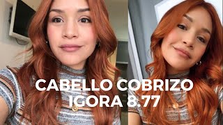 CABELLO COBRIZO IGORA 877 [upl. by Anuahsar343]