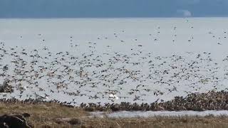 Dunlin and swans Feb 6 2024 Jensens Fir Island WA [upl. by Deering266]