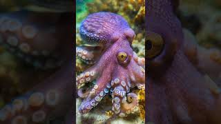 10 Amazing Facts About Octopuses You Didnt Know shorts octopus wildlife [upl. by Leban]