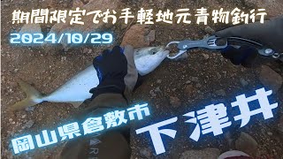 20241029 岡山県倉敷市”下津井“ただいま青物祭り中！ [upl. by Dan]