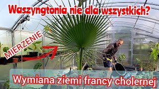 Palma waszyngtonia porady uprawa przesadzanie Wredna jest za to szybko rośnie franca 😃 [upl. by Roanna369]