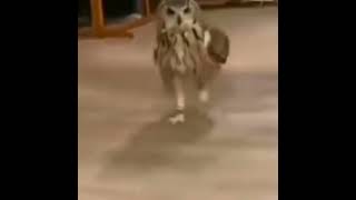 Just An Owl Running 😍❤️ shorts [upl. by Yerggoeg]