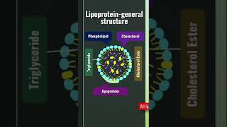 Lipoproteins I General structure I Animation I shorts [upl. by Ulla]