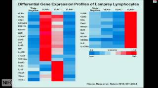 Tracing the Evolution of Adaptive Immunity [upl. by Bassett78]