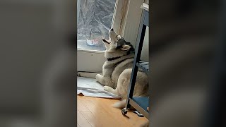 Husky Screaming to Get Out  Funny Dog Videos 🐾 [upl. by Odnomyar]