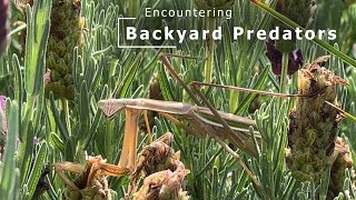 Encountering Backyard Predators [upl. by Luna]