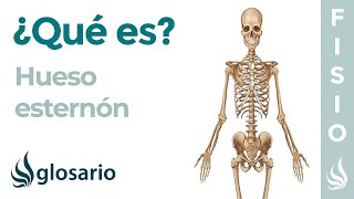 Hueso ESTERNÓN  Qué es significado ubicación función y por qué duele [upl. by Pike341]