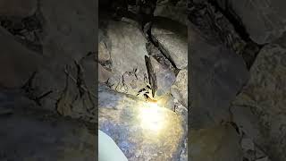 Spotting salamanders adventure explore have fun live love subscribe 500subs cave caving [upl. by Acacia]