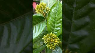 Yellow Ixora Budsviralvideo gardenflowers [upl. by Acirred]