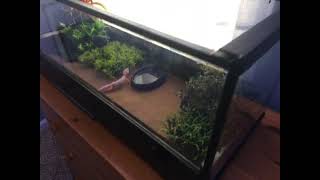 Basic leopard gecko enclosure setup [upl. by Repohtsirhc829]