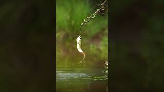 Battle of the dragon 🐲💪😱hubsunitedragodhayomotojawdroppingshots nature predatorfish arwana [upl. by Nek]