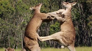 Filming The Kangaroo Boxing Fight  Wild Stories  BBC Earth [upl. by Jehius]