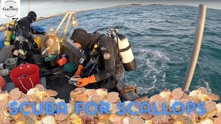 Collecting Scallops from outside St Peter Port harbour 2024 [upl. by Aihsekin266]