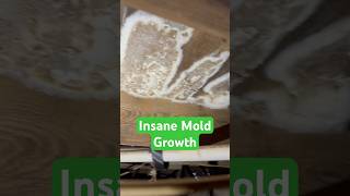 It keeps getting worse homeinspection crawlspace mold [upl. by Courtney]