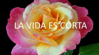 La vida es corta [upl. by Adas993]