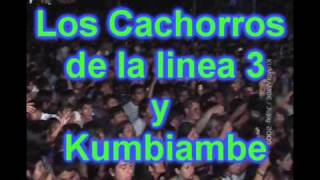 Locos de amor inedito los cachorros de la linea 3 y Kumbiambe [upl. by Helen]