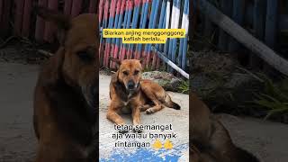 Biarkan anjing menggonggong kafilah berlalu ✅✅shortsvideo shorts lucu short [upl. by Dallman]