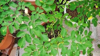 Moringa Update  Transplanting seedlings amp Pruning tips [upl. by Lekzehcey497]