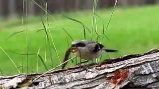 Loggerhead Shrike juvenile with lizard [upl. by Duong480]