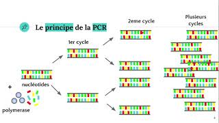 La technique PCR Polymerase Chain Reaction ðŸ§ª [upl. by Ydorb]