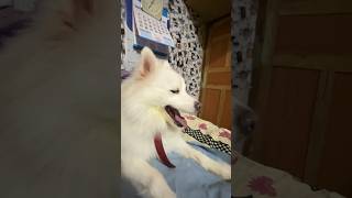 Rio ka smile 😊😻  Indian spitz dog  Indian spitz dog barking  indian spitz dog agressive [upl. by Pero]