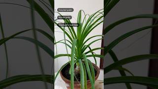 Ponytail Palm  Nolina Palm  Elephant Foot Palm  Evergreen House Plant shorts ytshorts plants [upl. by Adliwa]