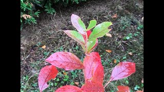 Myrtille arbustive ou Bleuet en corymbes Vaccinium corymbosum Lautomne sort sa plume [upl. by Lohrman22]