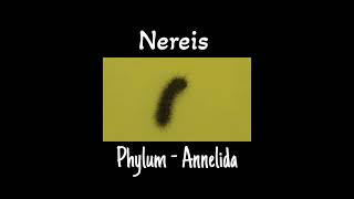 Specimen of phylum Annelidanereis  Nereis of phylum Annelida  Impeccable science [upl. by Rafaello976]