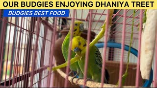 Our Budgies Enjoy Green Dhaniya Stems  Best Food for Budgies [upl. by Lazor24]