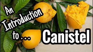 An Introduction to Canistel including why its called egg fruit [upl. by Hindu242]