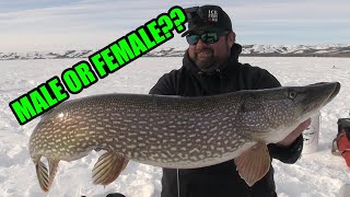 How to tell a Male and Female Pike apart  My Favorite Pike Rods [upl. by Yahsram744]