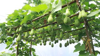 Amazing  The method of growing chayote on the terrace is surprisingly easy [upl. by Haldes992]