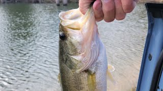 Florida Bass vs Northern Bass Stocked in same Pond The Growth Rates will surprise you [upl. by Ennairak]