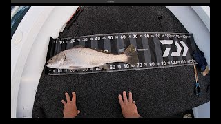 Catching Jewfish and Flathead fishing Lake Macquarie [upl. by Noivaz]