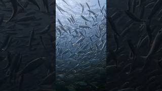 a school or a shoal of fish marinescience shorts whitsundays [upl. by Adeirf912]