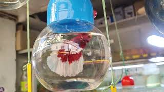 A Great Quality Thailand Betta Fish Bright Fish Aquarium Baruipur 9340535246l [upl. by Rawdon273]