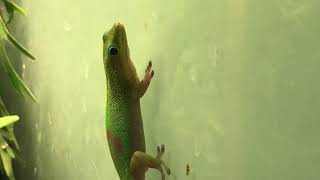 Phelsuma Laticauda Goudstofdaggekko bij Welle Diertotaal [upl. by Wappes]