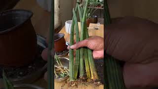 Separating a sansevieria cylindrica plant houseplant snakeplant repotting sansevieria [upl. by Hultin19]