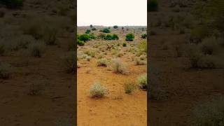 Camel running fast  jumping  camel enjoying after rain 🌧️ in Thar Desert camelslife camel shor [upl. by Bendix]