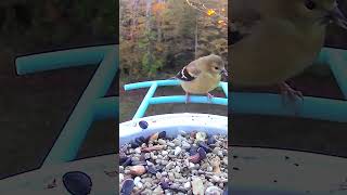 Nuthatch crashes the goldfinch party on my birdfybynetvue feeder birds nature wildlife [upl. by Inal]