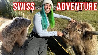 I FED WILD ANIMALS IN SWITZERLAND [upl. by Eleon]