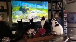 Cats Watching TV [upl. by Bobinette]