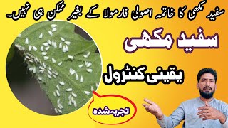 Whitefly insect control  whiteflies control  how to control whitefly in cotton [upl. by Gaither937]