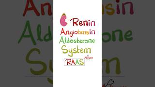 Renin Angiotensin Aldosterone System RAAS anatomy physiology biology nurse doctor mbbs [upl. by Kaylil646]