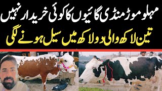 Today Malumor Mandi Jhang Rates Update  Cows Fresh Rates Update  Cow Mandi [upl. by Trautman411]