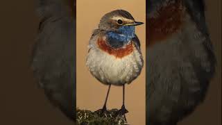 Sound of Nature  Bluethroat birdspecies birds shortvideo [upl. by Zitah]