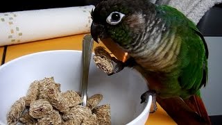 Cute Parrots Funny Talking Green Cheek Conure Compilation [upl. by Lamrert201]