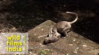 Grey langurs in Uttarakhand [upl. by Gusti]