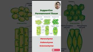 Understanding Permanent Tissues in Plants Parenchyma Collenchyma amp Sclerenchyma Explained [upl. by Mahgirb]