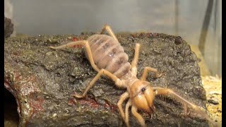 My Big Camel Spider Eating a Cricket Solifugae Video [upl. by Bashee]